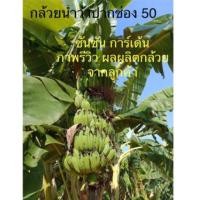 ราคา ต้นพันธุ์กล้วยน้ำว้าพันธุ์ปากช่อง50 จากห้องแล็บเพาะเนื้อเยื่อ | ปลอดโรค |ให้ผลผลิตสม่ำเสมอ ไซส์ 2 เดือน (จำนวน 1 ต้น) (50754983386)
