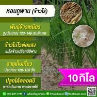 ราคา เมล็ดพันธุ์ข้าว ข้าวเหนียว หอมภูพาน ข้าวไร่ นาปี นาปรัง ต้านทานโรค เหนียวนุ่ม ได้ทั้งในนาและไร่ 10 กก. คูลเกษตร KR91 (25842979944)