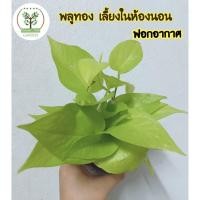 ราคา พลูทอง เลี้ยงในห้องนอน ฟอกอากาศ พร้อมกระถาง 3’ (3579612931)