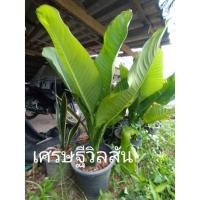 ราคา ต้นเศรษฐีวิลสันต้น/ไม้มงคล นำทรัพย์เข้าบ้าน ขนาดต้นสูงประมาณ 50-60 ซม. (9469078615)