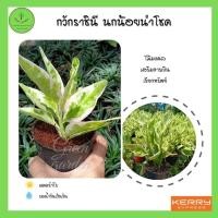 ราคา ต้นกวักราชินี ต้นกวักเงิน ต้นนกน้อยนำโชค ต้นไม้มงคลเรียกทรัพย์ ส่งพร้อมกระถาง 3 นิ้ว (9388753227)