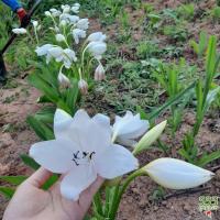 ราคา ว่านมหาบัวขาว ว่านมงคลดอกสวย ขายเป็นหัวสด ( white natal lily / ว่านมหาบัว )ขนาดหัว วัดรอบหัว20-25ซม.หัวใหญ่พิเศษ (21804723861)