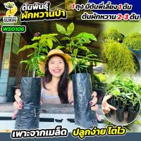 ราคา ต้นพันธุ์ผักหวานป่า (WS0106) 2 ถุง ผักหวานป่าแท้ ปลูกง่าย กินอร่อย (51208617587)