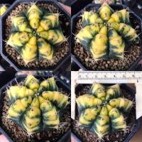 ราคา กระบองเพชร ยิมโนด่าง ไม้ชำหน่อ ขนาด 5.5-6.5. cm แคคตัส ยิมโน cactus (11132913559)