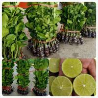 ราคา มะนาวแป้นสุขประเสริฐ ไร้เมล็ด ดกเปลือกบาง หอมน้ำเยอะ ทนโรคดี (21843760633)
