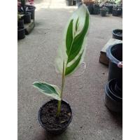 ราคา สาคูด่าง ลายฟรอริด้า (10628730034)