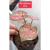 ราคา ศิลาหุ้มทองบอนสี บอนสีศิลาหุ้มทองด่าง กระถาง 4 นิ้ว (18430792597)