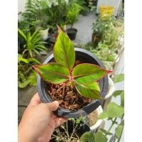 ราคา ต้นรวยล้นฟ้า อโกลนีมา รวยล้นฟ้า Aglaonema sp. Ruaylonfa (23357871141)