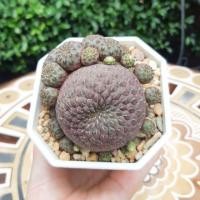 ราคา ซัลโควรีบูเทีย สตอเบอรี่ หัวใหญ่ (5932995448)