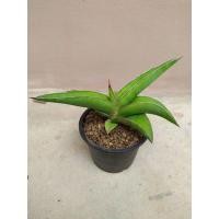 ราคา ลิ้นมังกรซามูไรSansevieria_Samurai (6079915104)