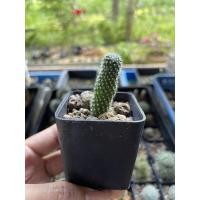 ราคา รีบูเทีย rebutia ดอกสีชมพู (11846342745)
