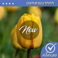 ราคา พร้อมส่ง หัวทิวลิป Golden Jubilee ดอกสีเหลืองทอง Wanthai ขายหัวลิลลี่ ว่านสี่ทิศ ดอกทิวลิปปลูก (23500549087)