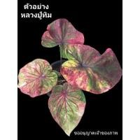 ราคา บอนสี หลวงปู่ทิม ไม้หน่อมีหัวพร้อมทำจำนวน กัดสีแล้วโคตรสวย อยู่ในกระถาง 6 นิ้ว ครับ 9/11/66 (21385125465)