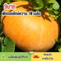ราคา เมล็ดพันธุ์ฟักทองยักษ์ 10 เมล็ด (52857496495)