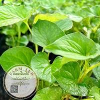 ราคา ต้นพลูคาว ผักคาวตอง พลูคาวทอง ผักสวนครัว ผักปลอดสารพิษ Organic100% (22683687518)
