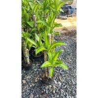 ราคา ต้นวาสนาอธิษฐาน ต้นวาสนา กระถาง 7-8นิ้ว 60-80cm( Dracaena fragrans (L.) Ker Gawl.3ตอ (23027622047)