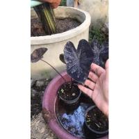 ราคา Colocasia black coral แบล็คโครอล (13970441489)