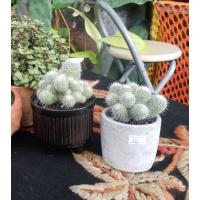 ราคา ต้นกระบองเพชร,แคคตัส Mammillaria germinispina Cactus แมมเข็มเงิน (2258529755)