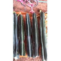 ราคา กระบองเพชร คอนโดนางฟ้ายักษ์ ค่าส่งเหมาๆ แพคดี กระบองเพชรใหญ่ cactus กระบองเพชรยักษ์ ต้นไม้ทะเลทราย แต่งห้อง สวน บ้านว (3635130530)
