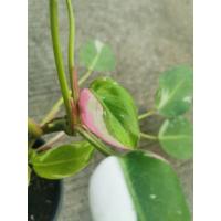 ราคา Philodendron​ white​ princess​ ไวท์ปริ๊นเซส​ ด่างชมพู ไม้ยอด โตไว (9323679186)