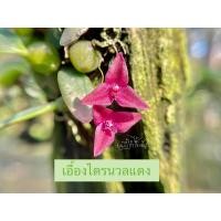 ราคา เอื้องไตรนวลแดง กล้วยไม้จิ๋วดอกเล็กๆ กล้วยไม้หายากไตรนวดดอกแดง ขนาดที่จัดส่ง ตามภาพตัวอย่าง 1 ไม้/ขุนเขาการ์เด้น (25116939341)