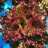 ราคา เรด คอรัล lettuce lollo rossa (mariera) Enza Zaden 1000 pills (เคลือบ) (40123189432)