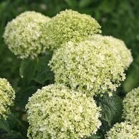 ราคา 3 เมล็ด ดอกไฮเดรนเจีย ดอกสามเดือน ใช้แทนคำขอบคุณ Hydrangea Seeds สายพันธุ์ Limetta (43723686190)