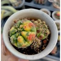 ราคา ยิมโนแดมซิไอด่าง (Gymnocalycium damsii variegated) (57305867537)