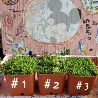 ราคา ต้นไม้ คุณนายตื่นสายญี่ปุ่น (1225258778)