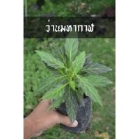 ราคา ว่านมหากาฬ สมุนไพรสรรพคุณเยอะมาก ต้นสวยพร้อมจัดส่ง (21718014135)