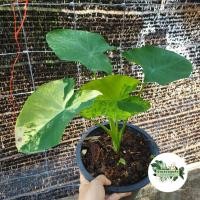 ราคา บอนนาญี่ปุ่นด่าง colocasia ไซย์ตั้งแม่ (มีหน่อแถมอีก 1) ขอดูวีดีโอเพิ่มเติมได้ ) บอนนาญี่ปุ่นด่างราคาถูก (15318277859)