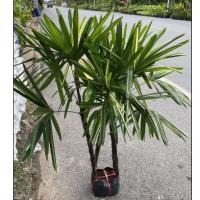 ราคา ต้นจั๋งด่างใบด่าง ไม้ฟอกอากาศไม้ดูดสารพิษ(สูง60-90cm)1กอมี4ต้นฟอร์มสวยพร้อมส่ง (48851756186)