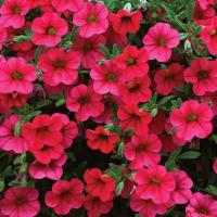 ราคา 25 เมล็ด ดอกพิทูเนีย ดอกพิทูเนียพันธุ์เตี้ย Dwarf Petunia Flower Seed สายพันธุ์ Million Bells (27792819929)