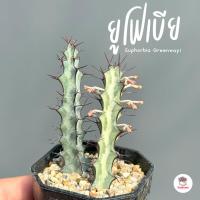 ราคา ยูโฟเบีย Euphorbia Greenwayi แคคตัส กระบองเพชร cactus&succulent (14767476073)