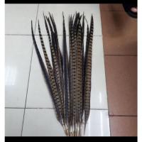 ราคา นกไก่ฟ้ายาวขนนก Go Kong สําหรับตกแต่งงานฝีมือ (42822652251)