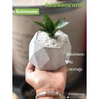 ราคา ลิ้นมังกรแคระ พร้อมกระถางปูน ต้นไม้ฟอกอากาศในห้องนอน จัดในกระถางปูน3นิ้ว (6590327311)