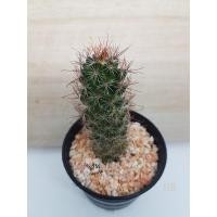 ราคา ต้นกระบองเพชร-แมมหนามตะขอแดง-40 บาท (7978863178)