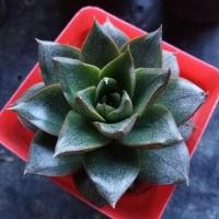 ราคา กุหลาบหินไดออนซอส (Echeveria Dionysos) (1307603336)