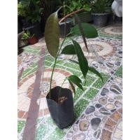 ราคา ต้นมะม่วงเบาใต้ แท้ มะม่วง (20608333354)