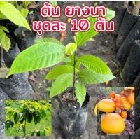 ราคา ต้นยางนา แพ็ค 10 ต้น พร้อมส่งทั่วประเทศ (42318805658)