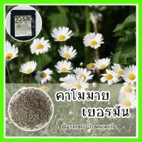 ราคา ดอกไม้ กางเกงขาสั้น นักเรียน เข็มขัด ผู้หญิง ผูก ด้านบน เสื้อผ้าเด็ก กระโปรง เสื้อ♝∏พร้อมส่ง ❗❗ 008 เมล็ดพันธุ์แท้ OP ค (23126330295)