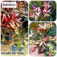 ราคา ต้นตีนเป็ดแดง ตีนเป็ดแดง (27524089570)
