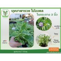 ราคา ต้นบุษบาพารวย ในกระถาง ขนาด3นิ้ว ไม้มงคล พร้อมกระถางฟรี ต้นสูง 7-10 ซม.วางบนโต๊ะทำงานได้ (3579608443)