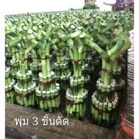 ราคา ไผ่กวนอิมพุ่ม 3 ชั้นดัด (23476301419)