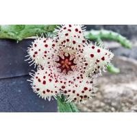 ราคา กระบองเพชร cactus กุหลาบหิน เก๋งจีน (6439717065)
