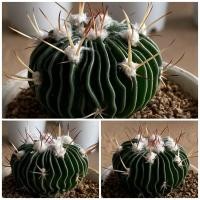 ราคา คลื่นสมอง [Echinofossulocactus Phyllacanthus] , [Stenocactus] กระบองเพชร จากเรือนแคคตัสสุราษฎร์ธานี (9664059340)
