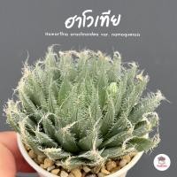 ราคา ฮาโวเทีย Haworthia arachnoidea var. namaquensis ไม้อวบน้ำ กุหลาบหิน cactus&succulentหลากหลายสายพันธุ์ (46405985374)