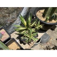 ราคา ขายหน่อ Agave Lophantha Quadricolor อากาเว่ อะกาเว่ กระบองเพชร (11814393859)