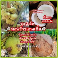 ราคา (ชุด2ต้น)มะพร้าวแกงเตี้ย (57556715430)