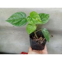 ราคา ต้นพันธุ์พลู พลูเขียว พลูกินหมาก พร้อมปลูกในถุงดำ 39 บาท กินกับหมาก งานมงคล บูชาพระ จัดหิ้งไหว้พระ (29781836798)